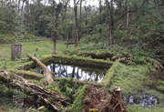 land for sale near kothamangalam nellimattam 12 cent place with home..