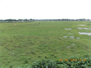 Best Prices 20 Bigha Useful Land Sale in Siliguri