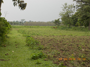 3+ Bigha Useful Land Urgently Sale Near Alipurduar