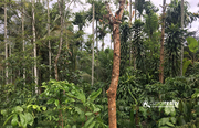  50 cent land in AKG near Kenichira at 15 lakh.