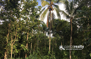 Well Demanding 80 cent land in Pulppally @ 10 lakh.