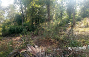 50 cent investment purpose land in Chennalode near Padinjarathara
