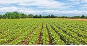 Agriculture land for sale for 2000000/ acres