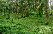 Well demanding 2 acre farm purpose property available in Pulpally…..