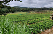 3.55 acre Agriculture property available near Pulpally @ 45lakh…..