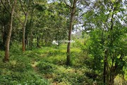 Farm Purpose land Available in Wayanad……