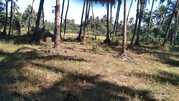 Plot for sale at Colva Goa 2km from the beach